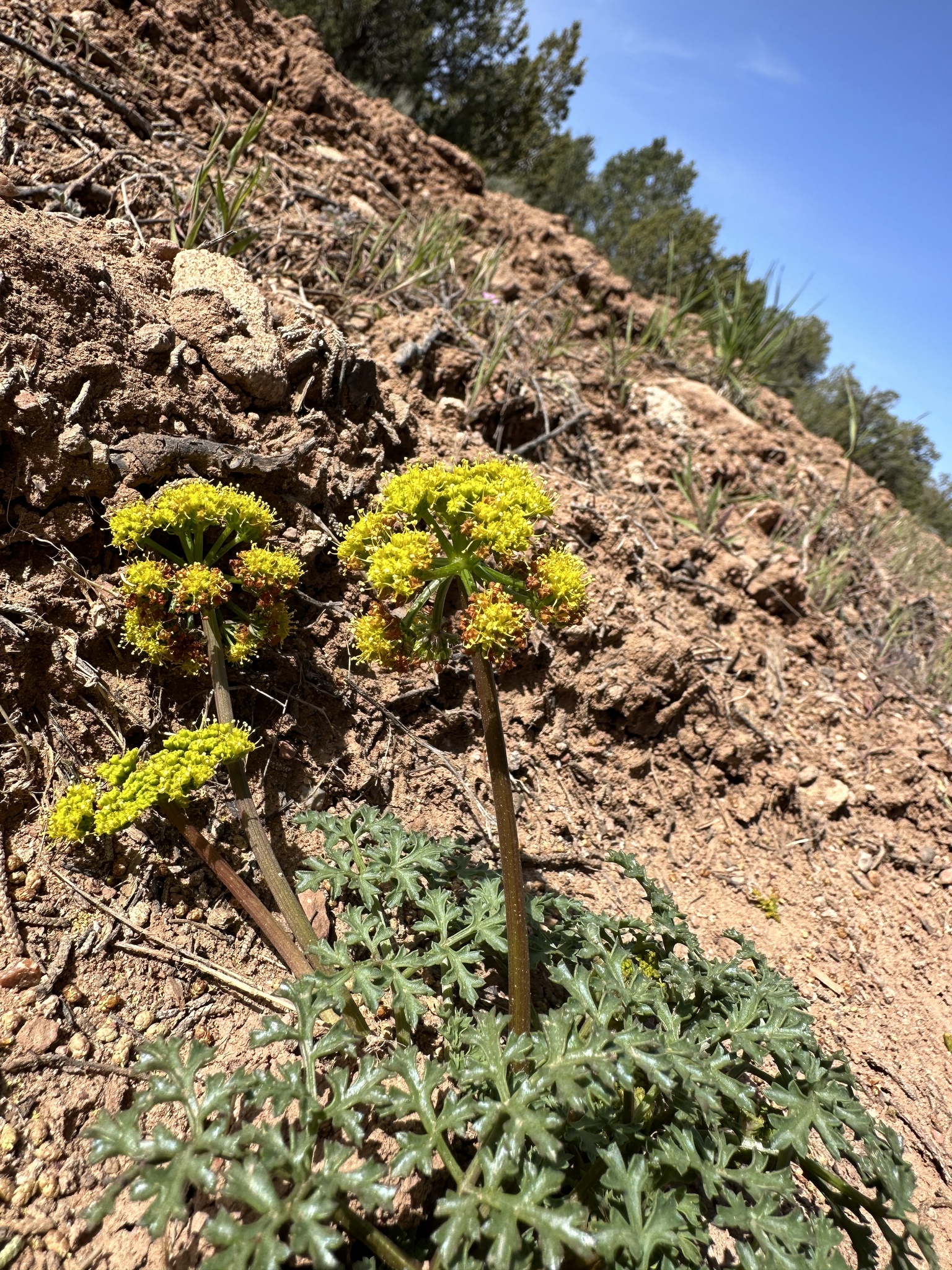 Cymopterus purpureus