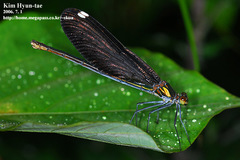 Calopteryx japonica