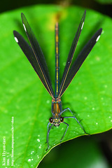 Calopteryx japonica