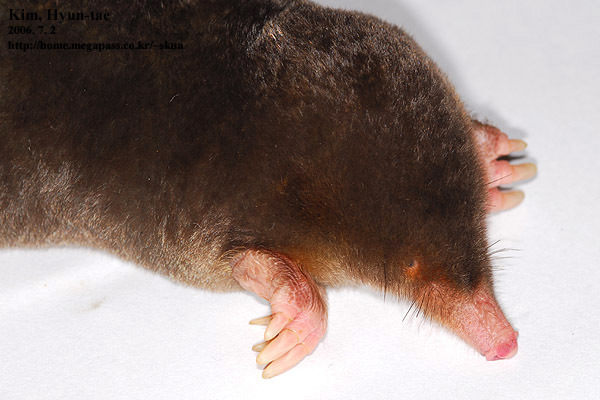 Large Mole