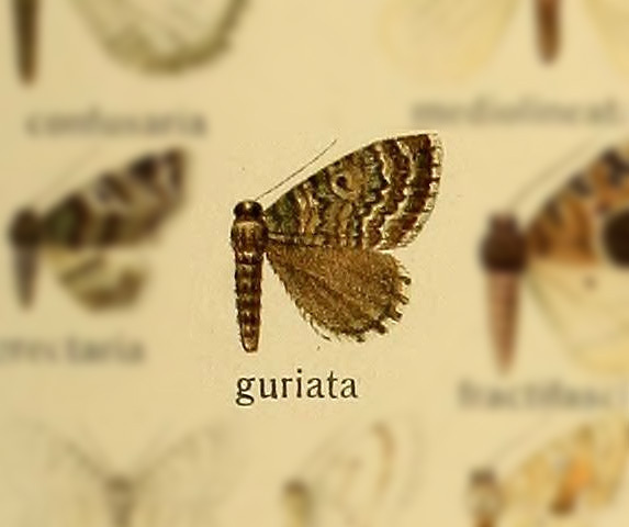 Chloroclysta guriata