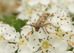 Pempsamacra dispersa