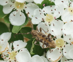 Pempsamacra dispersa