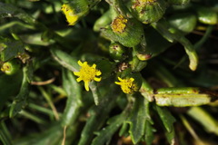 Senecio carnosulus