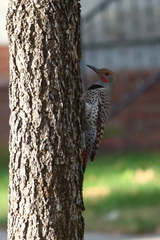 Colaptes auratus