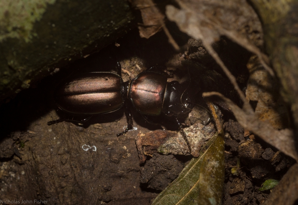 Carenum brisbanense