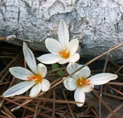 Crocus laevigatus