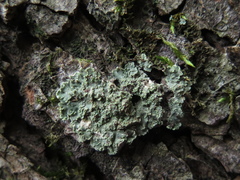 Phyllopsora parvifolia