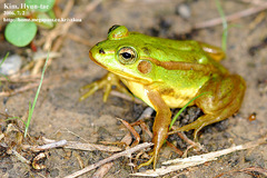 Gold-Spotted Pond Frog photo 2