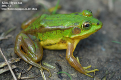 Gold-Spotted Pond Frog photo 1