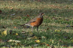 Turdus migratorius