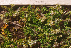 Chaerophyllum colensoi colensoi