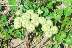 Glehnia littoralis
