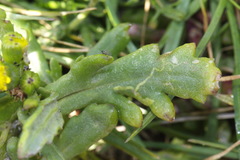 Senecio carnosulus