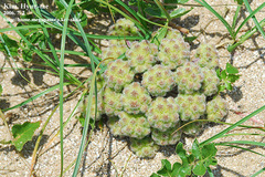 Glehnia littoralis