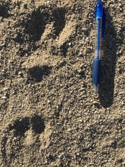Dipodomys deserti