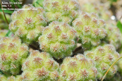 Glehnia littoralis