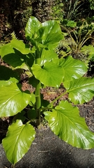 Cardiocrinum giganteum