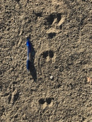 Dipodomys deserti