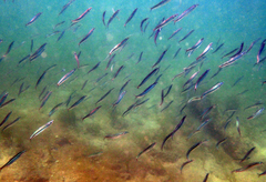 Spratelloides gracilis