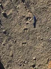 Dipodomys deserti
