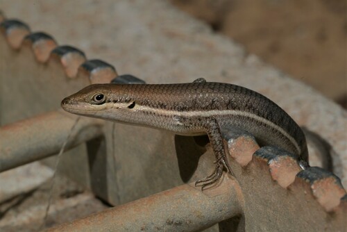 Variable Skink