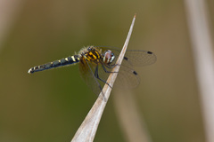 Nannothemis bella