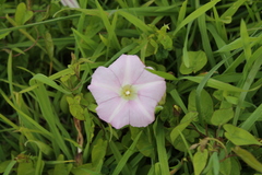 Calystegia sepium roseata