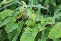 Calystegia sepium roseata