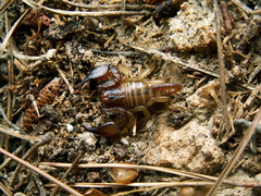 Euscorpius candiota