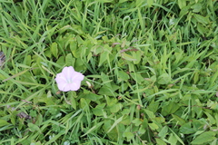 Calystegia sepium roseata