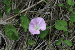 Calystegia sepium roseata