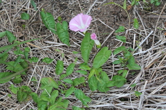 Calystegia sepium roseata