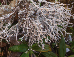 Stereocaulon colensoi