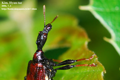 Paracycnotrachelus chinensis
