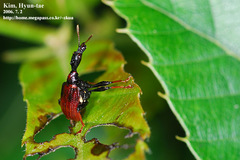 Paracycnotrachelus chinensis