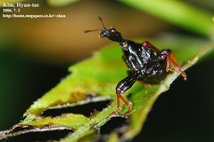 Paracycnotrachelus chinensis