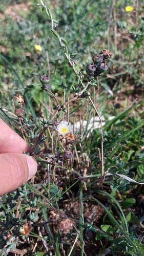 Image of Swartland Spoonfig (Erepsia hallii) by (c) Jacques van der Merwe, some rights reserved (CC BY-SA)
