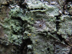 Lacrima aphanotripta