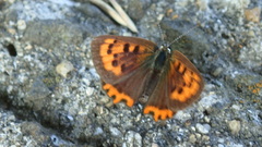 Lycaena phlaeas daimio