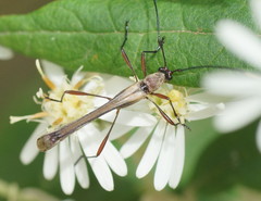 Enchoptera apicalis