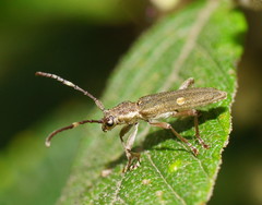 Pempsamacra pygmaea