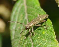 Pempsamacra pygmaea