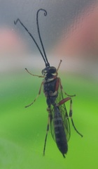 Hyposoter