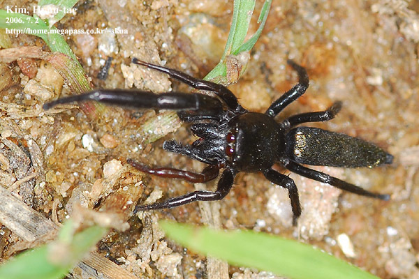 Mendoza canestrinii