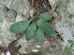 Mesadenus polyanthus