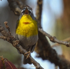 Crescent-Chested Warbler photo 1