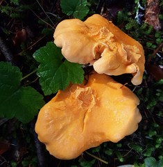Cantharellus roseocanus