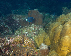 Acanthurus nigricans