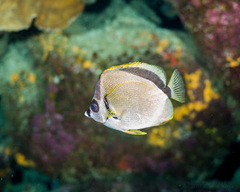 Johnrandallia nigrirostris